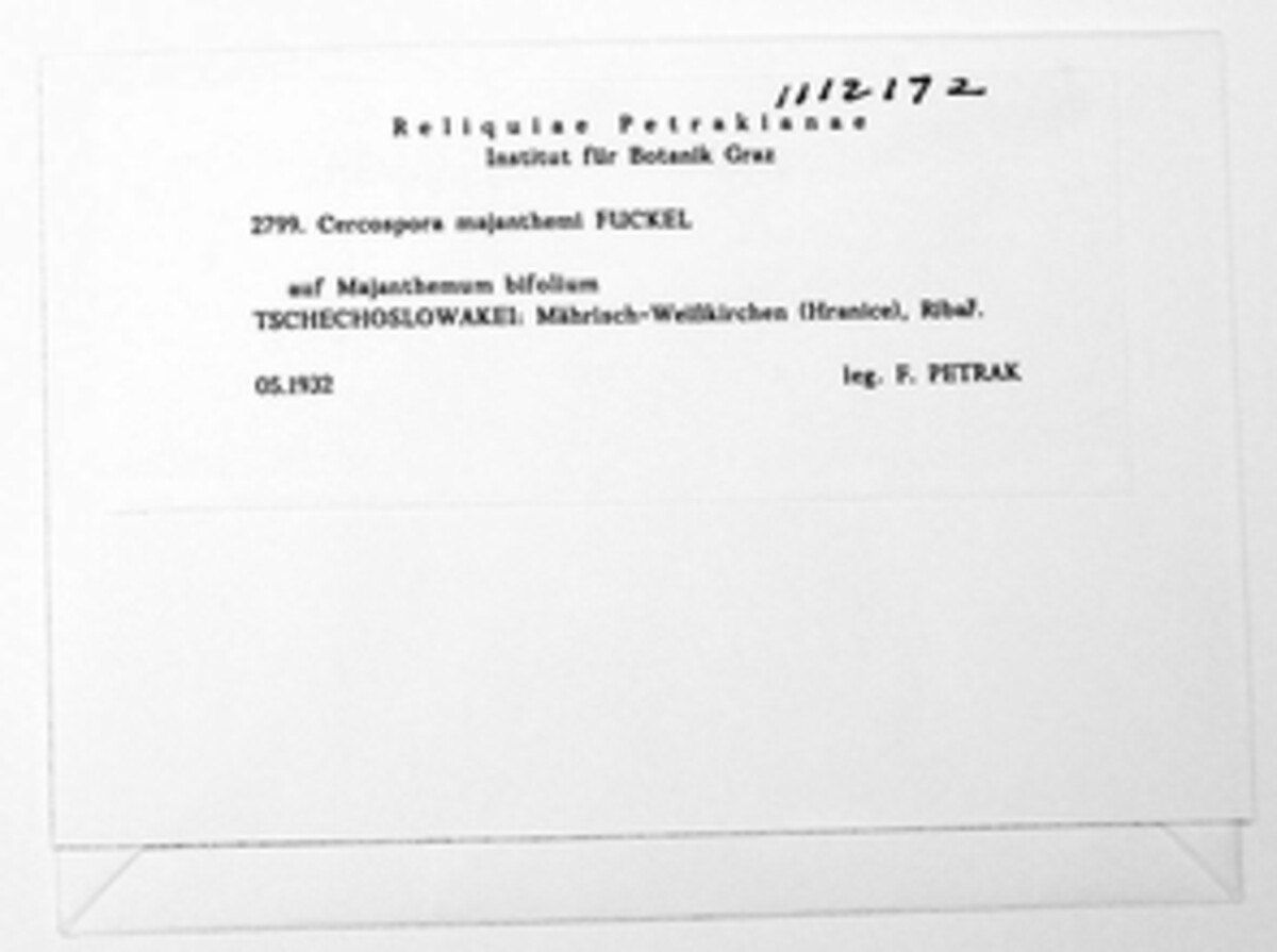 Cercospora majanthemi image